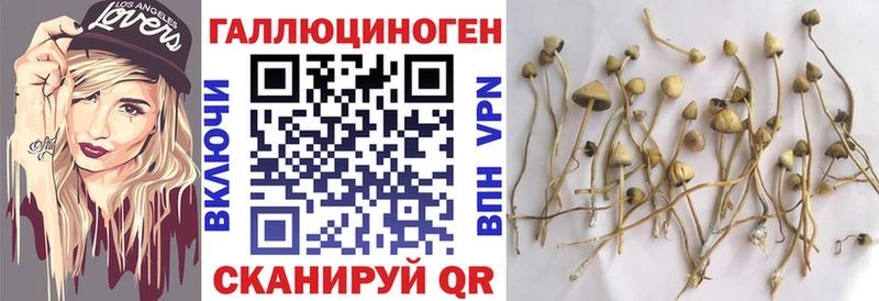 купить закладку  Новый Оскол  Псилоцибиновые грибы Cubensis 